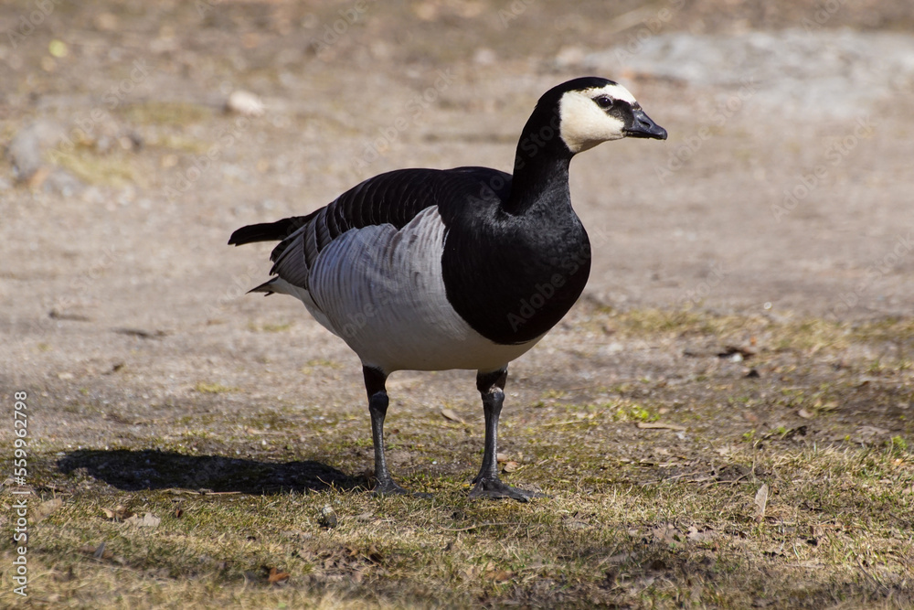 country goose branta canadensis country goose branta canadensis