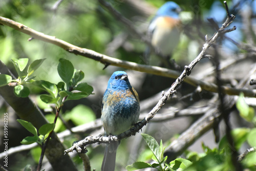Close up of a Lazuli Bunting perched on an apple tree.