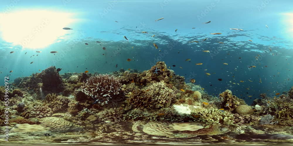 Fototapeta premium Tropical coral reef and fishes underwater. Tropical fishes and coral reef underwater. . Travel vacation concept. Philippines. Virtual Reality 360.