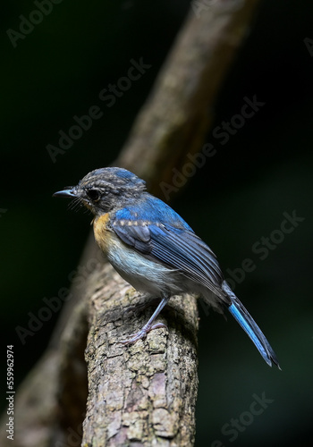 Indochinese Blue Flycatcher The neck and chest are orange-yellow, which contrasts with the white belly clearly. Phetchaburi, Thailand. © Pluto Mc