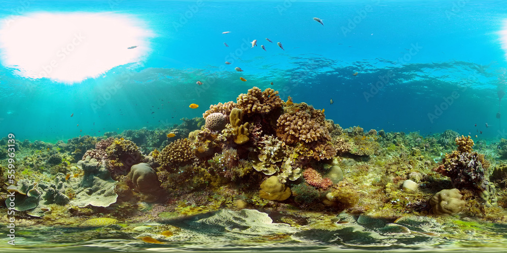 Reef underwater tropical coral garden. Underwater sea fish. Philippines. 360 panorama VR