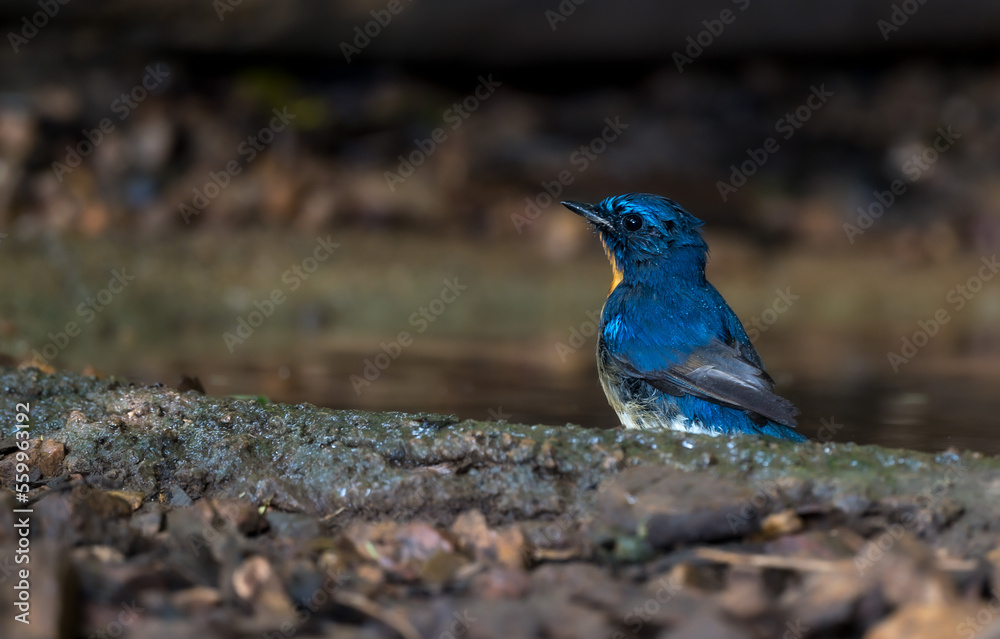 Blue-throated Blue Flycatcher Orange breast, white belly, dark blue neck or just a little concave The chest flanks are brownish-orange, the belly white, the head and the upper body darker blue. Blue-throated Blue Flycatcher Orange breast, white belly, dark blue neck or just a little concave The chest flanks are brownish-orange, the belly white, the head and the upper body darker blue.