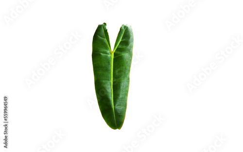 Philodendron billietiae variegated on isolated photo