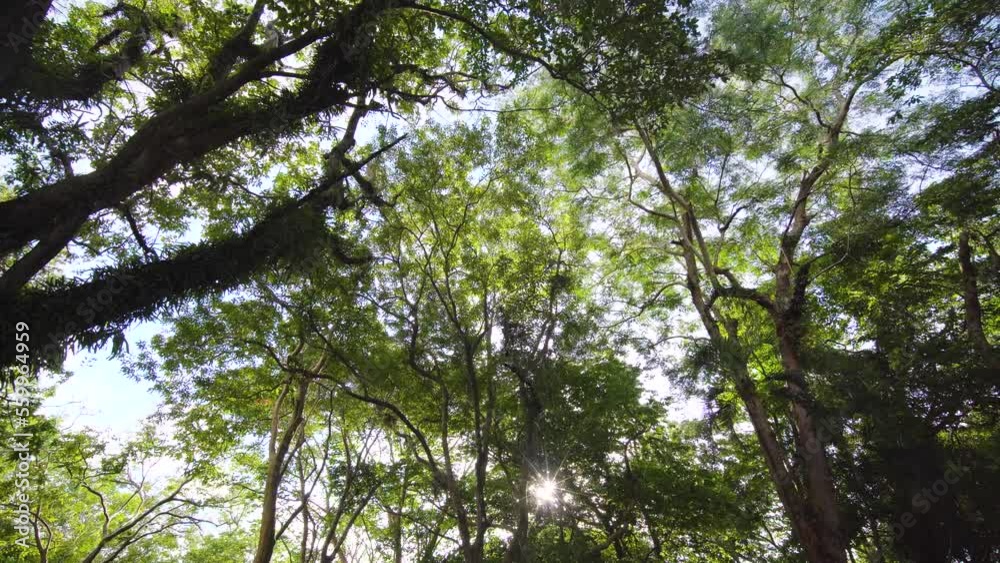 Wide shot Green trees sun shines through foliage forest. Looking up sunbeams blue sky walking POV camera Low angle shot. Wide shot Green trees sun shines through foliage forest. Looking up sunbeams blue sky walking POV camera Low angle shot.