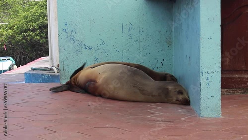 Cute sea lion couple relaxing and sleeping next to each other on Galapgos Islands photo