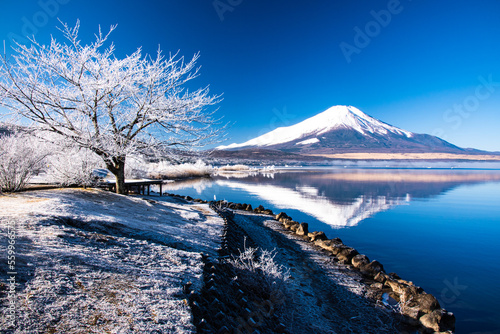 山中湖から富士山と霧氷