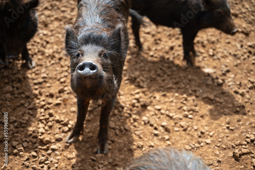Feral Hog
