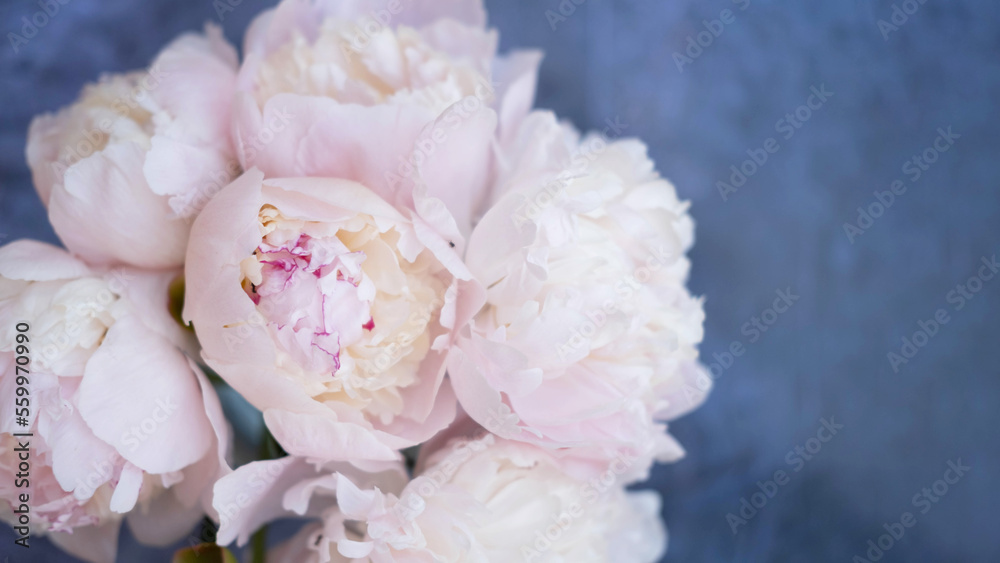 Peony flowers are pale pink, on a blue background, top view. Flower arrangement. Layout with plants. A flat plate with flowers on a blue table. The concept of Women's Day.