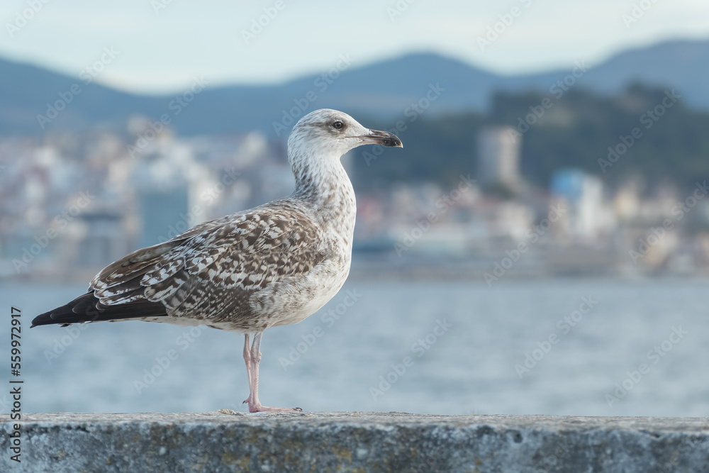 yellow legged gull first winter plumage larus michahellis yellow legged gull first winter plumage larus michahellis