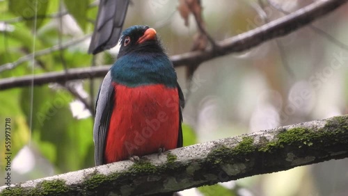 Slatly-tailed trogon seeking shelter from the rain in a nice dense tree in the forest  photo