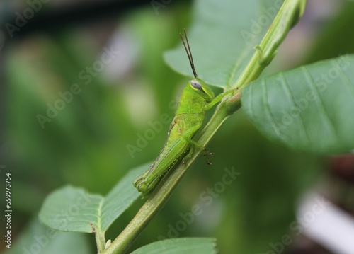 Selective focus shot of a grasshopper perched on a branch guava tree