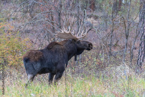 shiras moose in eastern washington state