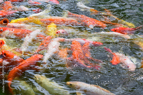 Beautiful koi fish swimming in the pond. Colorful koi fish