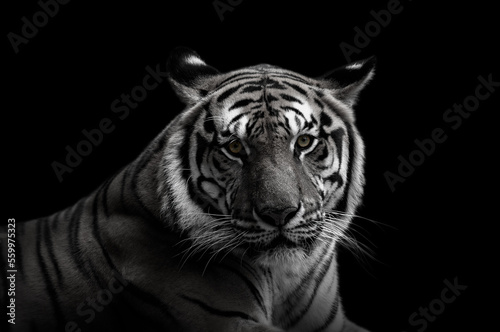 royal tiger (P. t. corbetti) isolated on black background clipping path included. The tiger is staring at its prey. Hunter concept.Stunning tiger in black and white