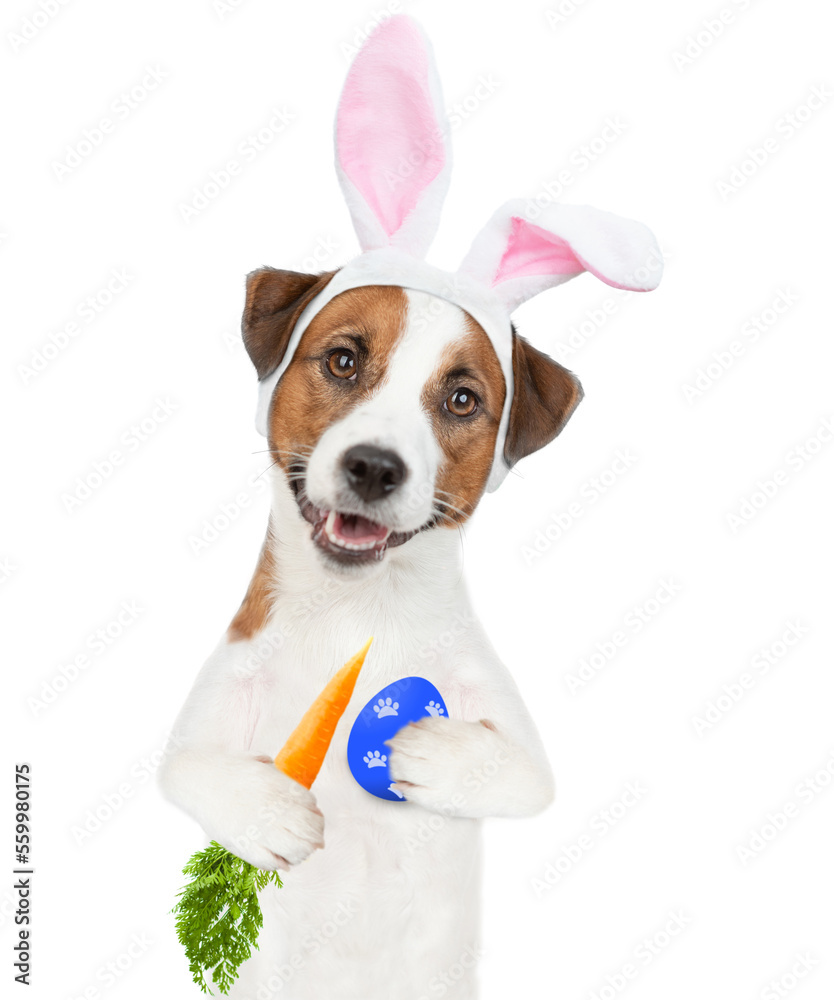 Jack russell terrier puppy wearing easter rabbits ears holds painted egg and carrot. Isolated on white background