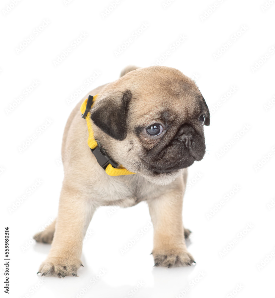 Tiny Pug puppy standing in front view and looking at camera. isolated on white background
