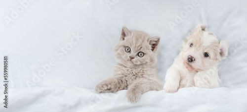 Fotografiet Cute kitten and tiny Bichon Frise puppy lying together under  white blanket on a bed at home
