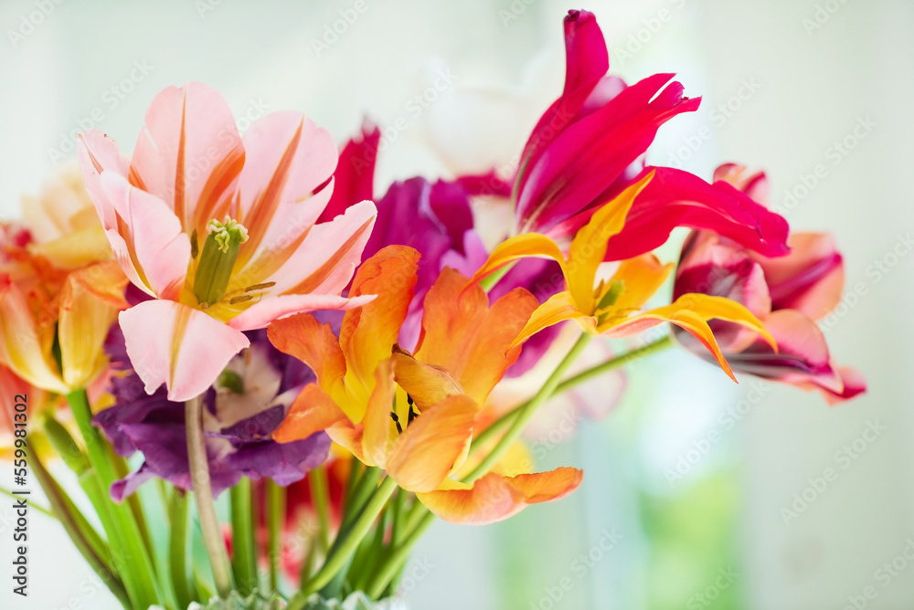colorful tulips in the vase colorful tulips in the vase