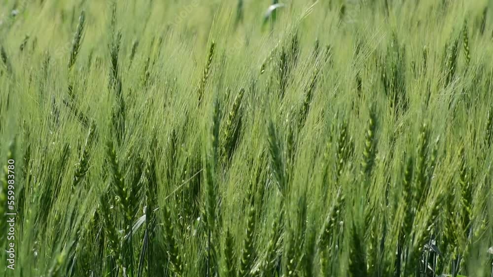 The green wheat in the field is swaying in the wind