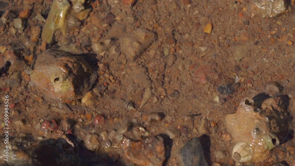 Multiple Invisible Wildlife In Mangrove At Low Tide - Close Up Static Macro Multiple Invisible Wildlife In Mangrove At Low Tide - Close Up Static Macro