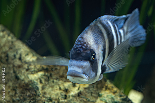 Aquarium with a freshwater fish - humpback bream. photo