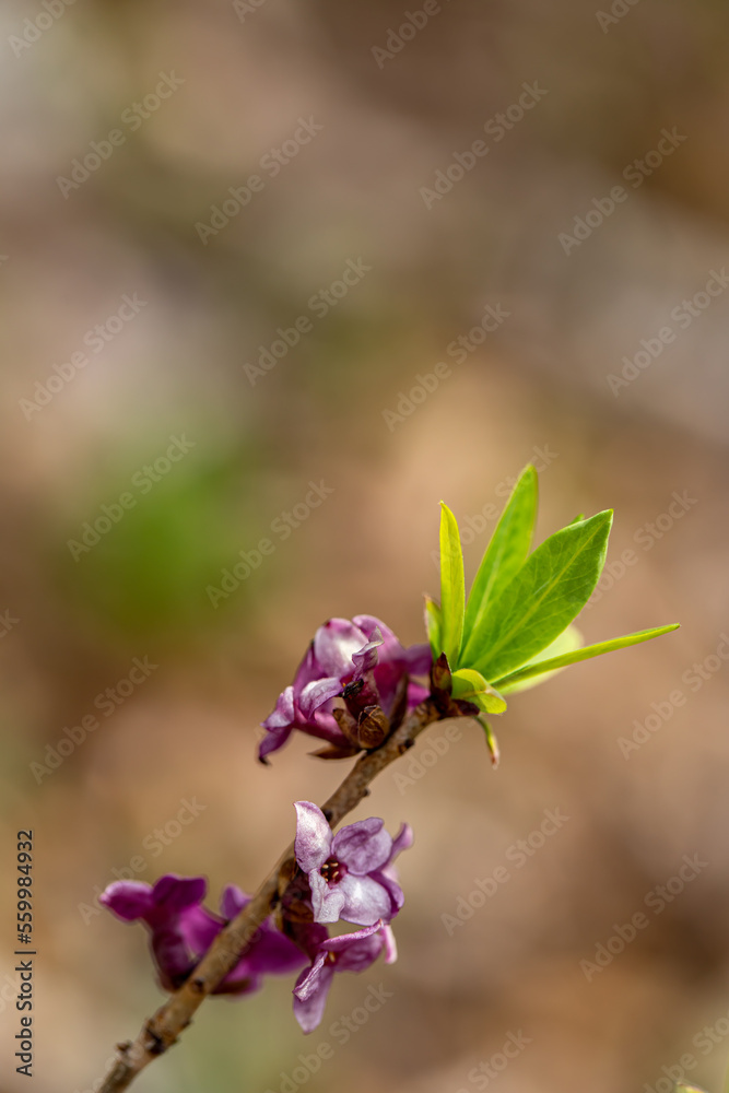Daphne mezereum flower growing in forest Daphne mezereum flower growing in forest