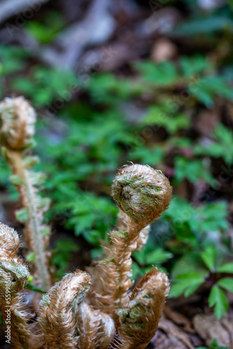 Dryopteris filix-mas flower growing in forest 