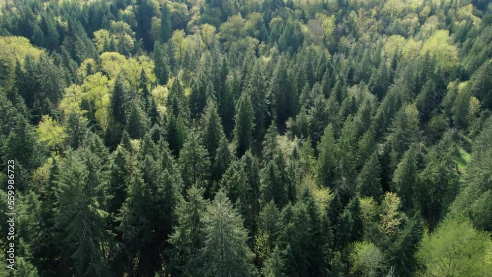 Sunny Day Aerial Flight Over Dense Forest Trees Sunny Day Aerial Flight Over Dense Forest Trees