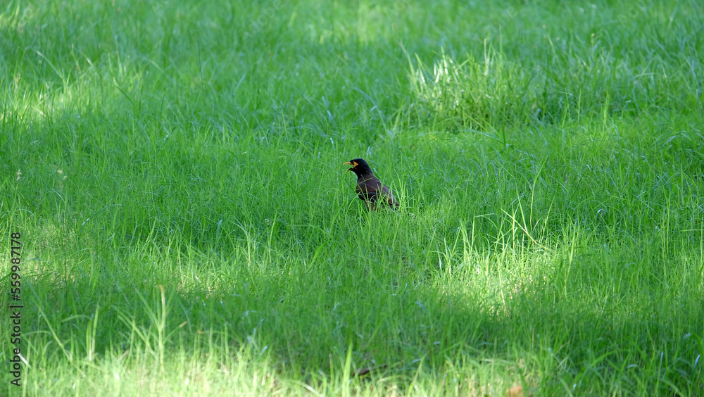 A single myna bird standing among green grass on a field. A single myna bird standing among green grass on a field.