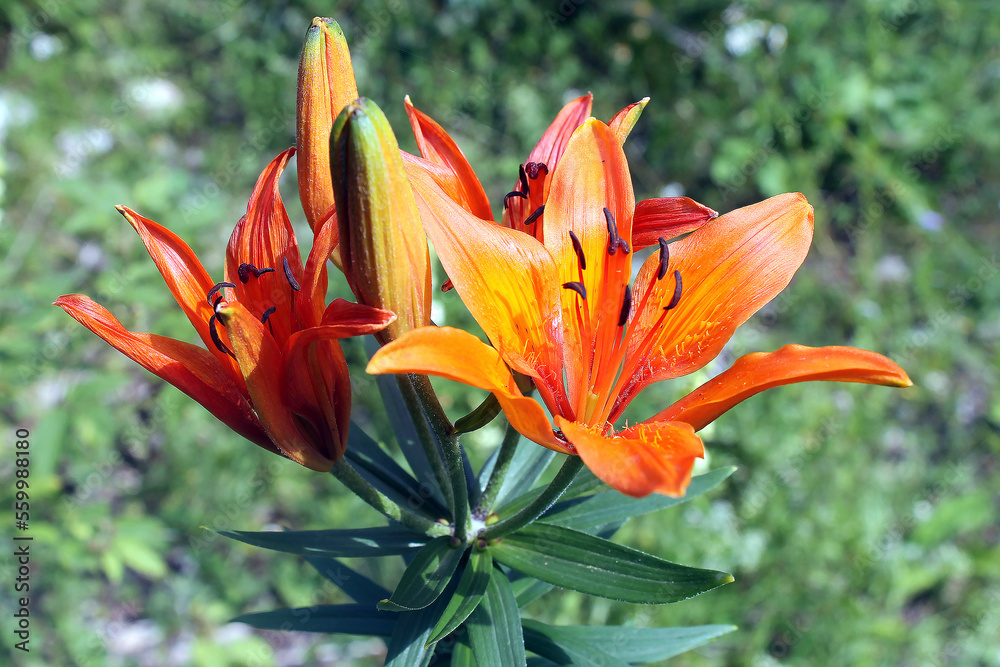 orange tiger lily