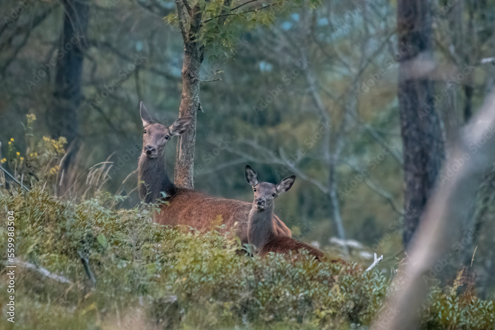 Adorable Red deers, doe and fawn, Cervus elaphus, looking from the thick of the wood at twilight, animals in the wild, family concept. Italian Alps, Piedmont.