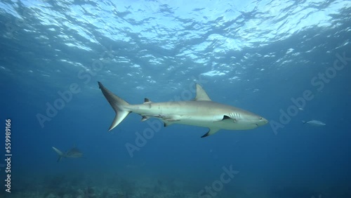 Wallpaper Mural Reef shark swimming in shallow water in Bimini Torontodigital.ca
