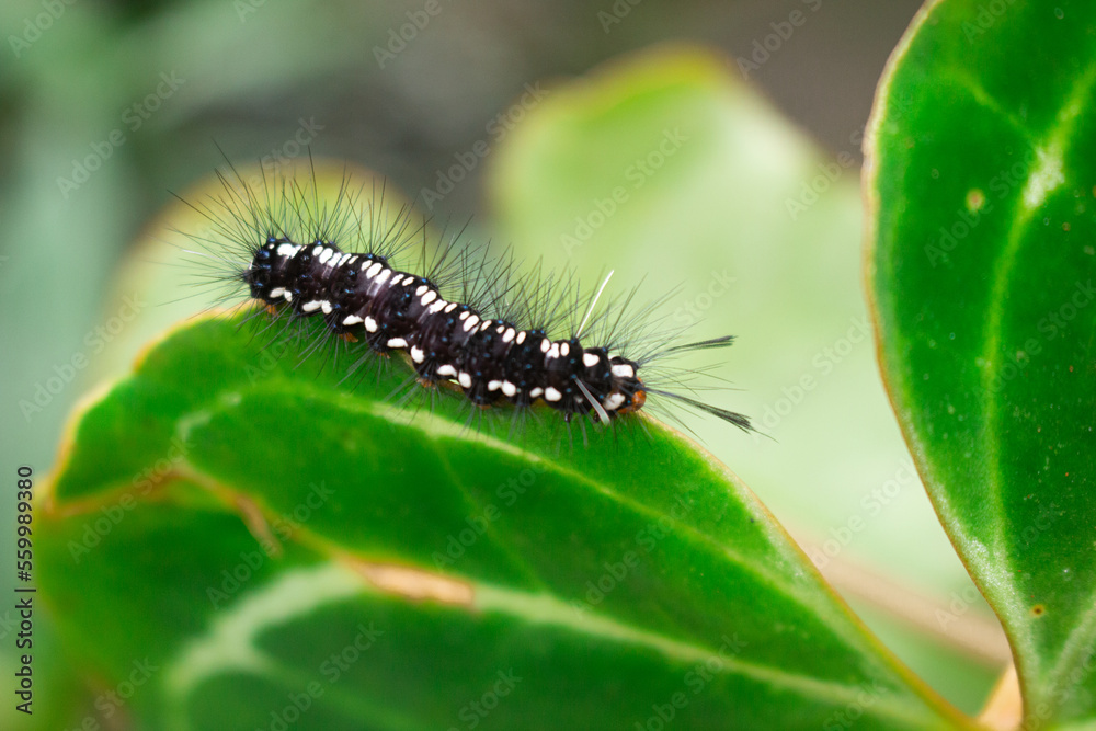 a caterpillar with a beautiful pattern crawling on a leaf