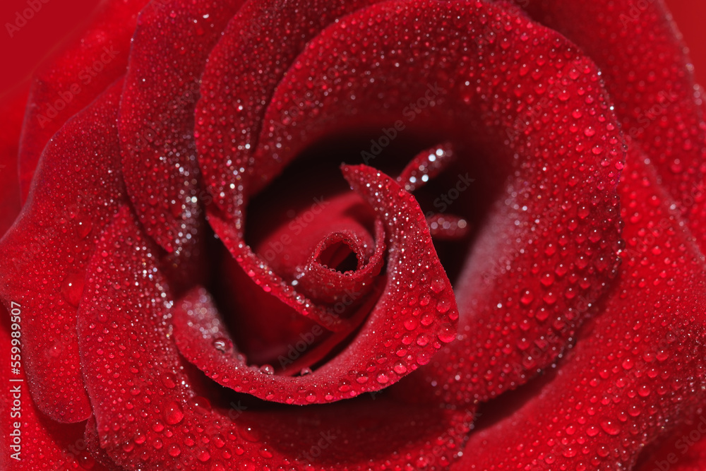 Close up and selective focus of Beautiful fresh Red Rose with water drop Close up. Macro Flower Background Photo. Copy space for text. Close up and selective focus of Beautiful fresh Red Rose with water drop Close up. Macro Flower Background Photo. Copy space for text.