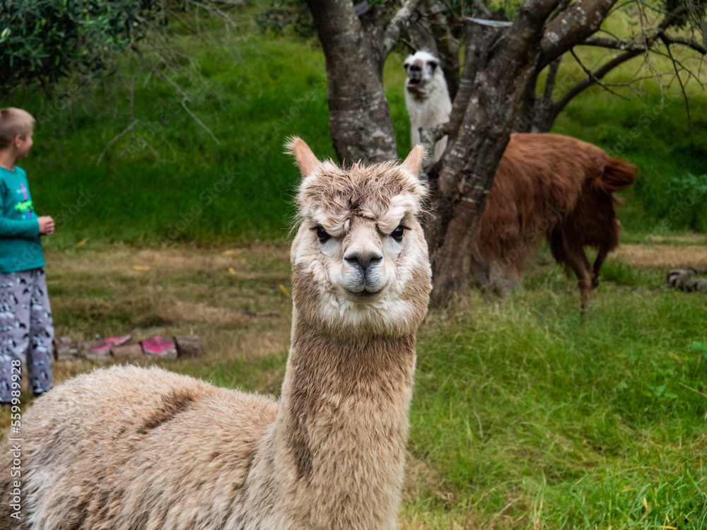 Alpaca with a llama in the background