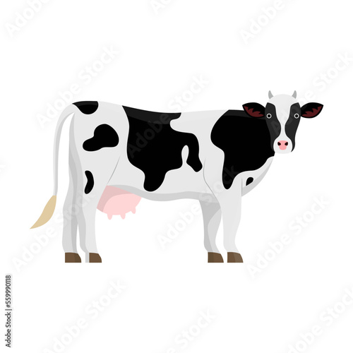 Cow breed vector illustration. Cartoon drawing of Jersey or Frisian cows, meat, milk or dairy production. Agriculture, farming, cattle breeding, domestic animals concept