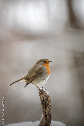 Cute robin bird or red breast (Erithacus rubecula) perched on a post in a winter scene - Christmas atmosphere - merry christmas and happy new year, Italian Alps. © Dario