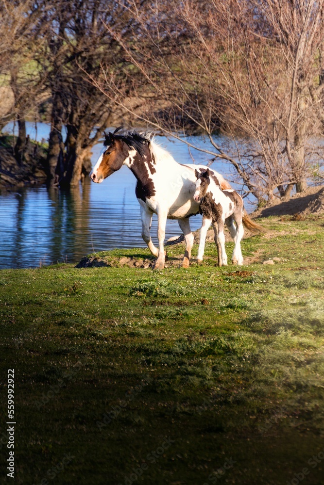Mamma e figlio, cavalli liberi
