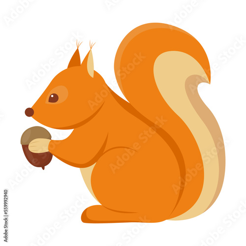 Cartoon drawing of red squirrel with fluffy tail holding acorn in paws isolated on white background. Autumn animals vector illustration. Nature concept