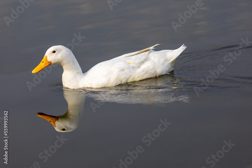 white duck swimming
