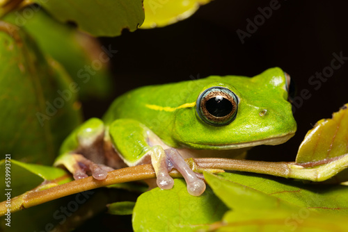 Boophis occidentalis, species of endemic beautiful green tree frog in the family Mantellidae. Andringitra National Park, Madagascar wildlife