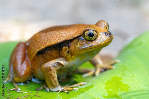 Dyscophus guineti, the false tomato frog or the Sambava tomato frog, is a species of frog in the family Microhylidae, Reserve Peyrieras Madagascar Exotic. Madagascar wildlife animal