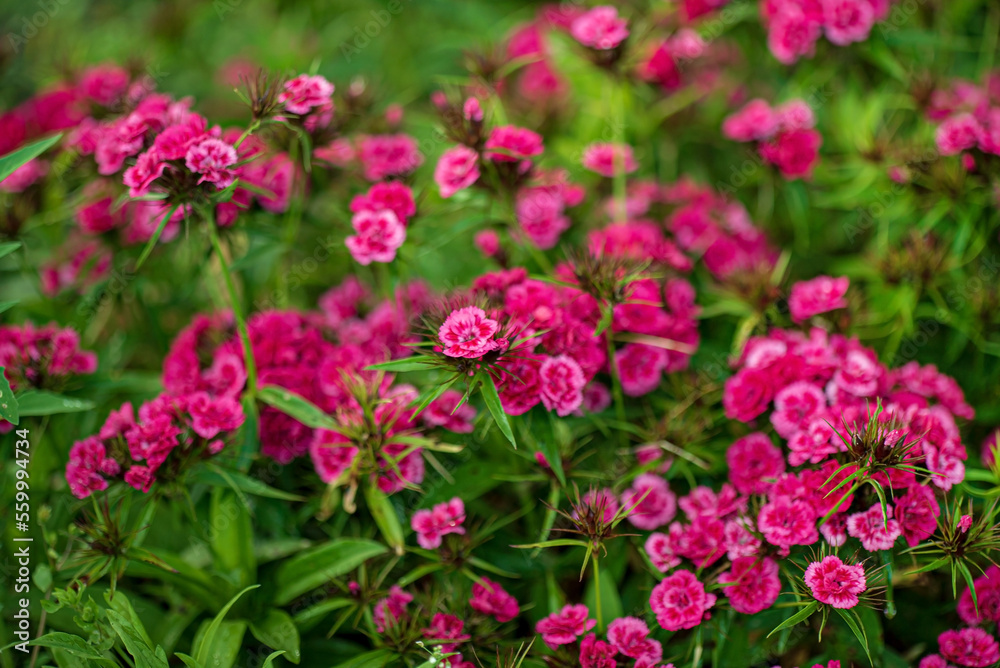 Dianthus Chinensis flowers growing in garden with leaves