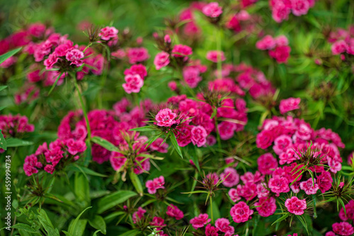 Dianthus Chinensis flowers growing in garden with leaves