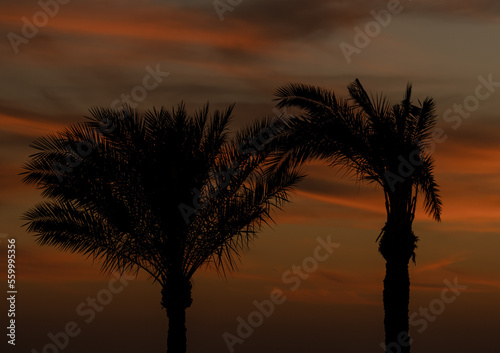 palm leaves on the background of the sunset in the sky