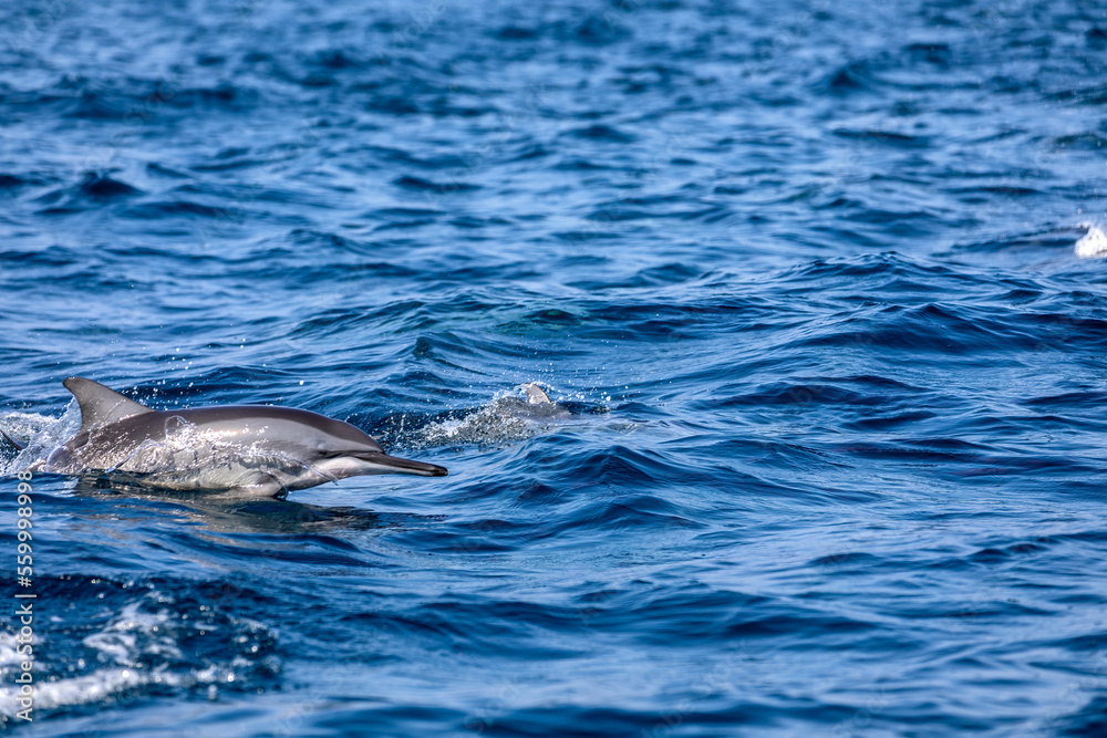 Obraz premium dolphin in the water