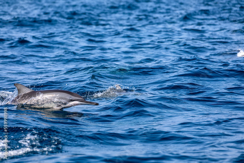 dolphin in the water © Asim