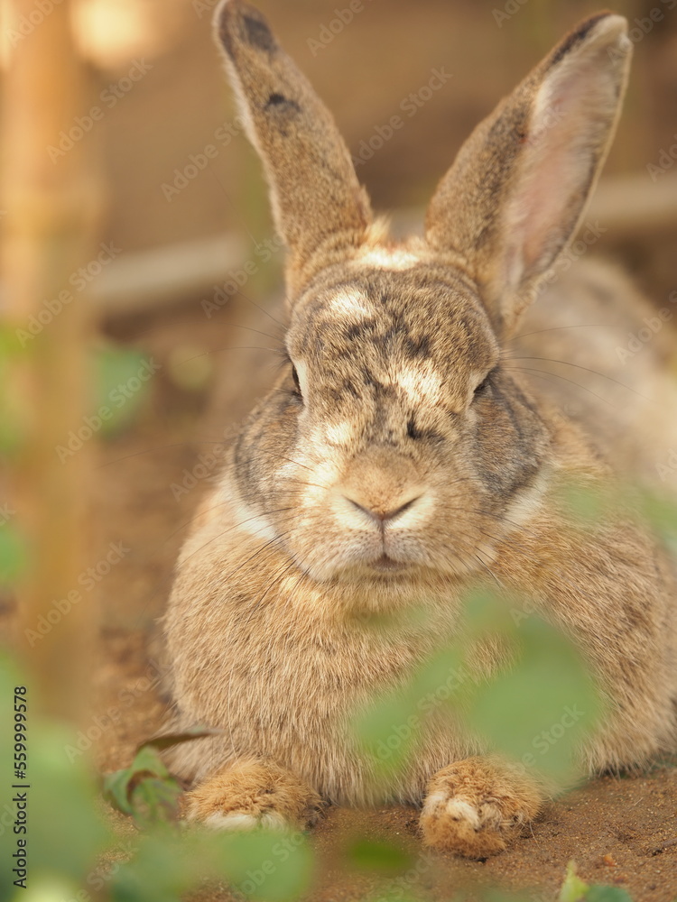 Fototapeta premium 穏やかに過ごしている兎