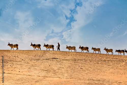 Single line Cows moving in the arid desert