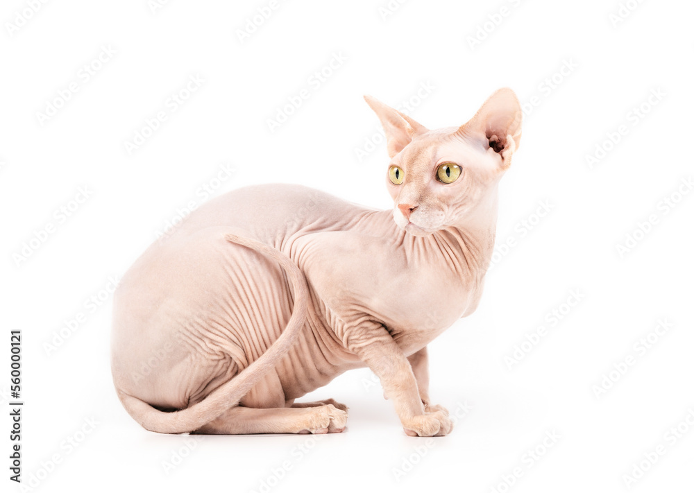 Isolated Sphynx cat crouching or lying sideways and looking over shoulder. Sideview of hairless cat with tail wrapped around body. Solid red naked male cat with yellow. Selective focus.